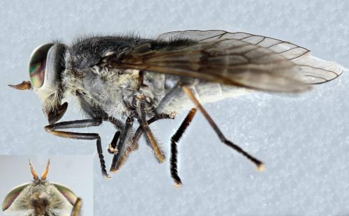 Réf. 305 344 : Hybomitra bimaculata
